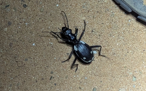 Anthia sexmaculata