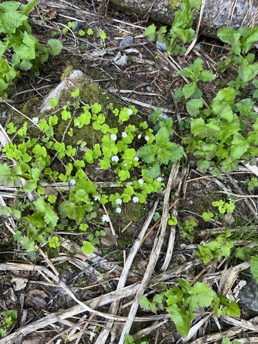 European wood-sorrel