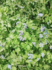 Ageratum houstonianum