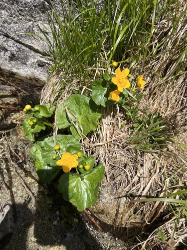 marsh marigold