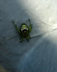 Bijoaraneus mitificus