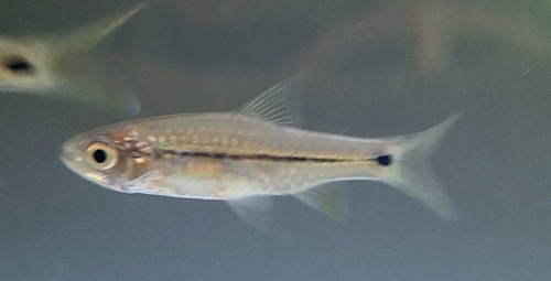 Dwarf barb (Enteromius brevidorsalis) — Cyprinidae — 4
