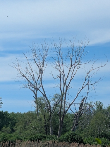 Osprey