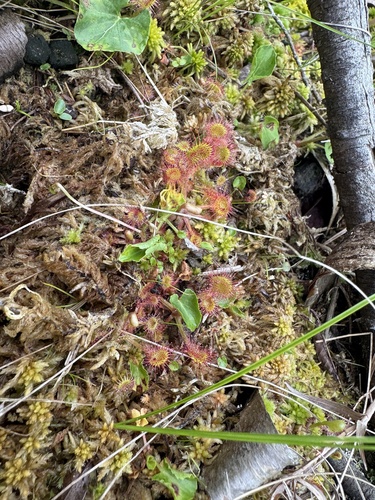 round-leaved sundew
