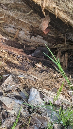 Northern Short-tailed Shrew
