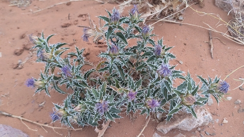 Carthamus duvauxii