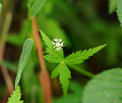 Hydrocotyle geraniifolia