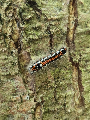 Swan Moth