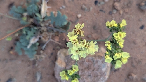 Yellow Statice