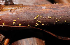 Lachnum pteridophyllum