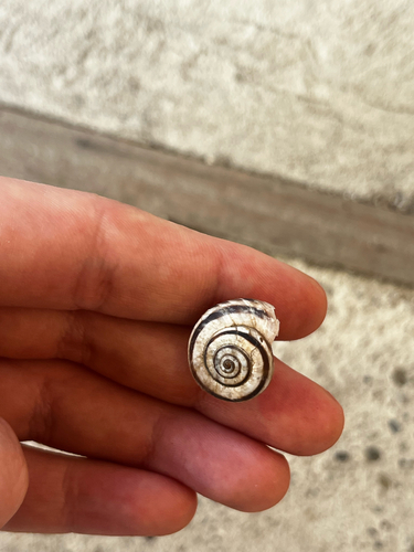 Eastern Heath Snail