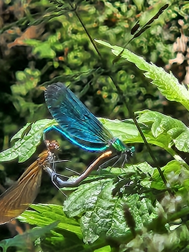 Beautiful Demoiselle