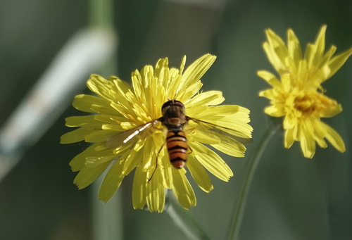 Marmalade Hover Fly