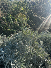 Constancea nevinii, photograph (c) Melanie J. Davis, some rights reserved (CC BY)