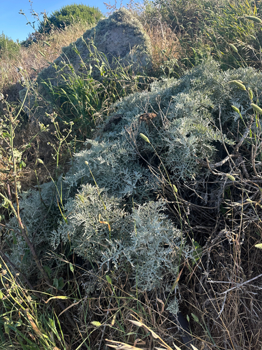 Constancea nevinii, photograph 1
