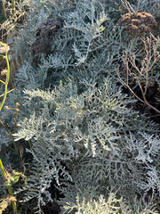 Constancea nevinii, photograph (c) Melanie J. Davis, some rights reserved (CC BY)