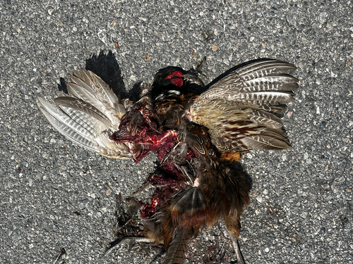 Ring-necked Pheasant