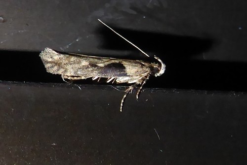 Tomato Stemborer photo 4