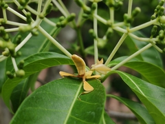 Hymenopus coronatus