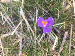 Crocus vernus