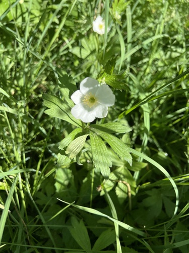 Canada anemone
