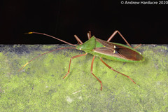 Homoeocerus bipunctatus