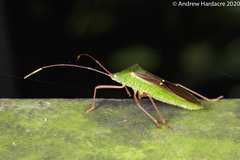 Homoeocerus bipunctatus