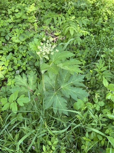 common cowparsnip