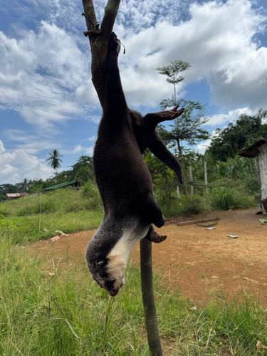 Congo Clawless Otter