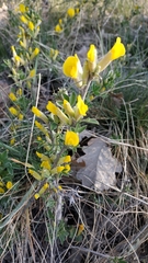 Chamaecytisus ratisbonensis