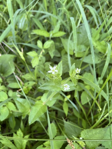 Water Chickweed