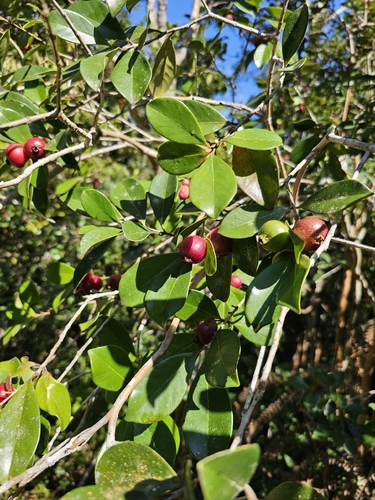 Eugenia observed 2026-05-27