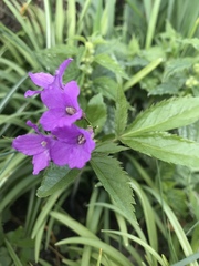 Cardamine pentaphyllos