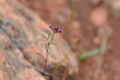 Trifolium oliganthum