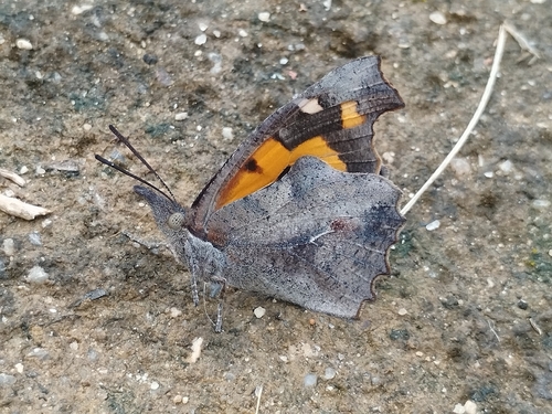 European Beak