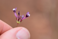 Trifolium oliganthum