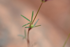 Trifolium oliganthum
