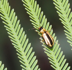Monolepta subsuturalis
