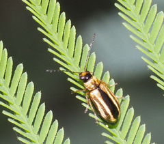 Monolepta subsuturalis