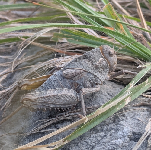 European Giant Steppe Grasshopper