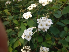 Spiraea × vanhouttei