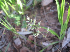 Poa bulbosa