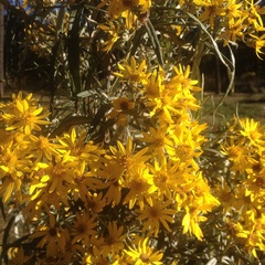 Senecio cinerarioides