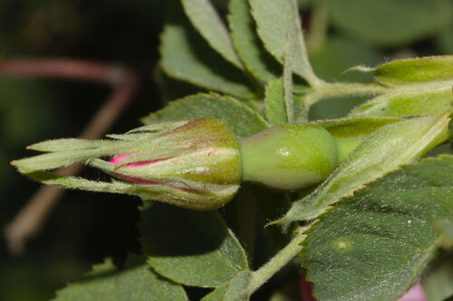Hairy dog-rose