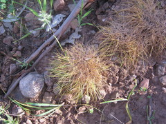 Poa bulbosa