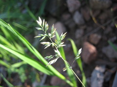 Poa bulbosa