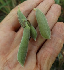 Isotropis foliosa