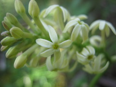 Stackhousia subterranea