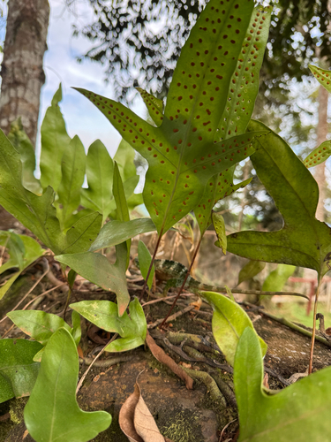 monarch fern