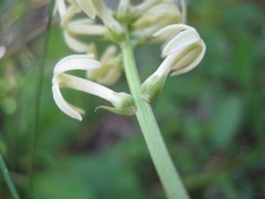 Stackhousia subterranea